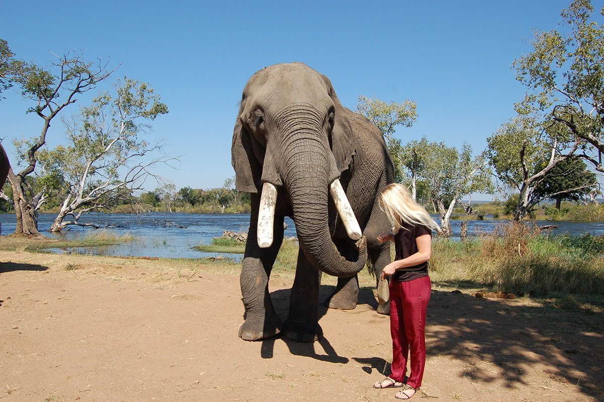 Auch ganz große Elefanten mögen gerne Snacks