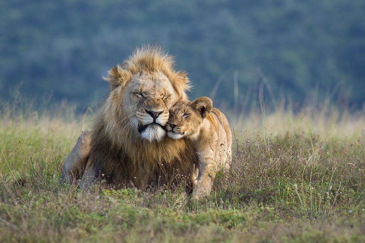 Männlicher Löwe mit einem Jungen in der Kariega Game Reserve