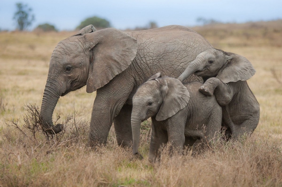 Elefantenbabys in der Kariega Game Reserve