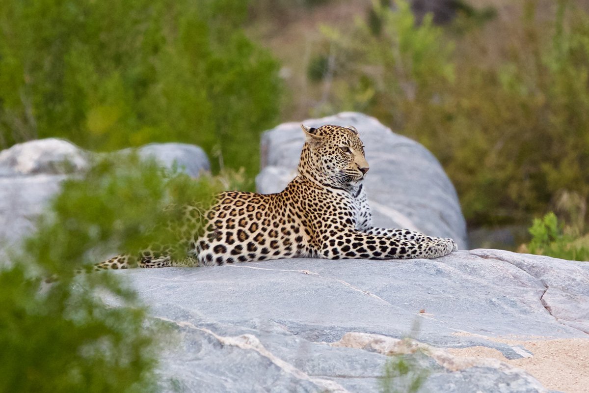 Ein Leopard entspannt sich im Krüger-Nationalpark