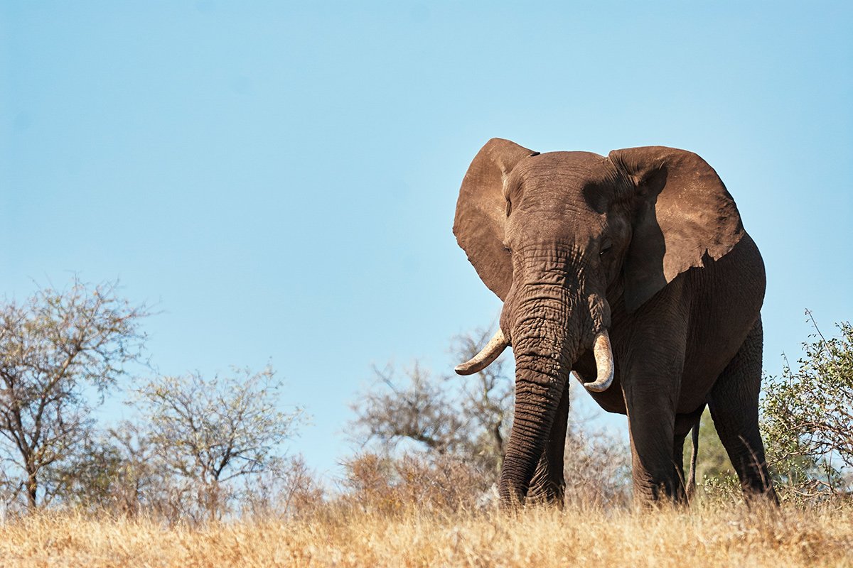 Großer männlicher Elefant im Krüger- Nationalpark