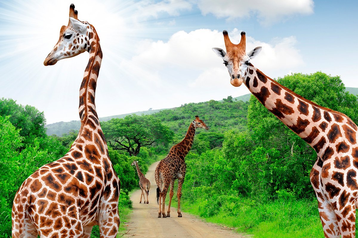 Giraffen im Krüger-Nationalpark