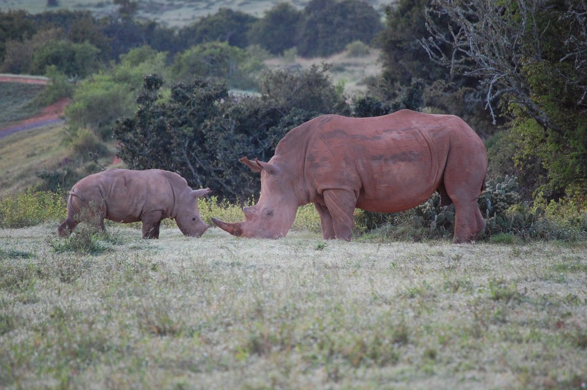 Nashorn mit seinem Jungen in der Kariega Game Reserve