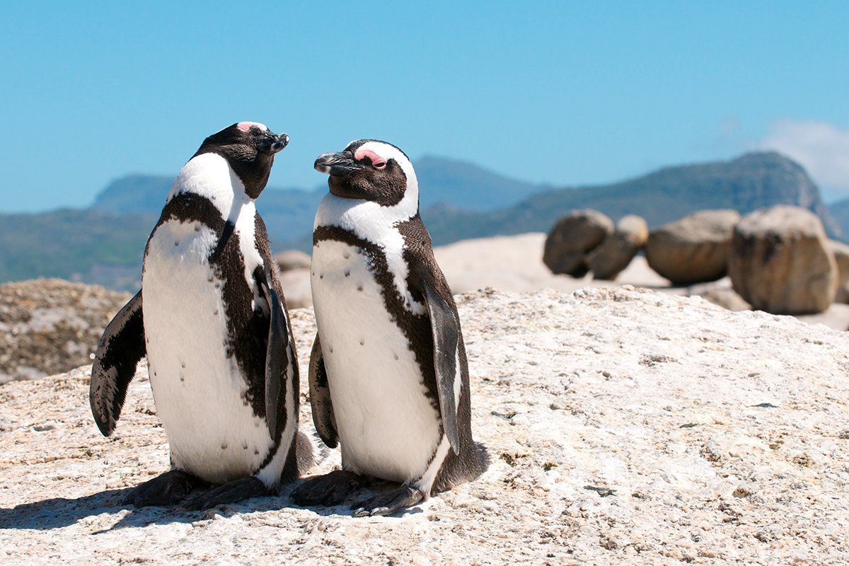 Zwei Pinguine am Boulders Beach