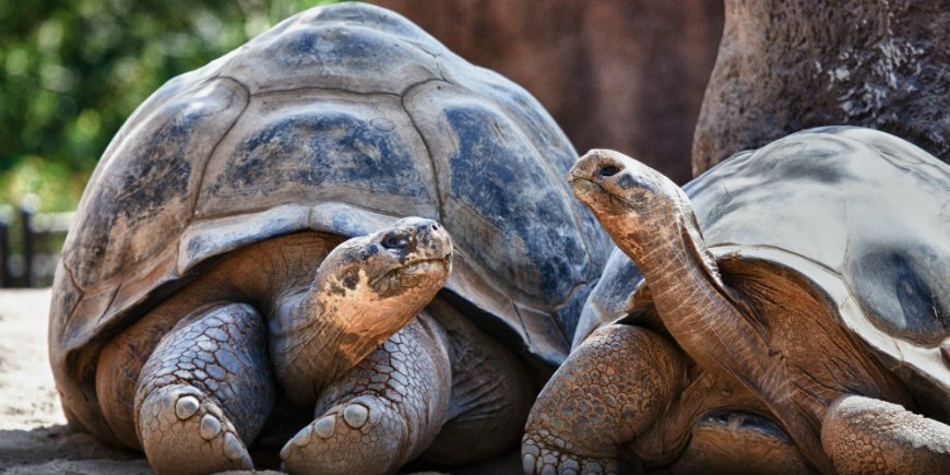 Ecuador und Galapagos