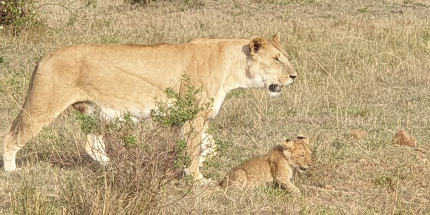 Masai Mara 