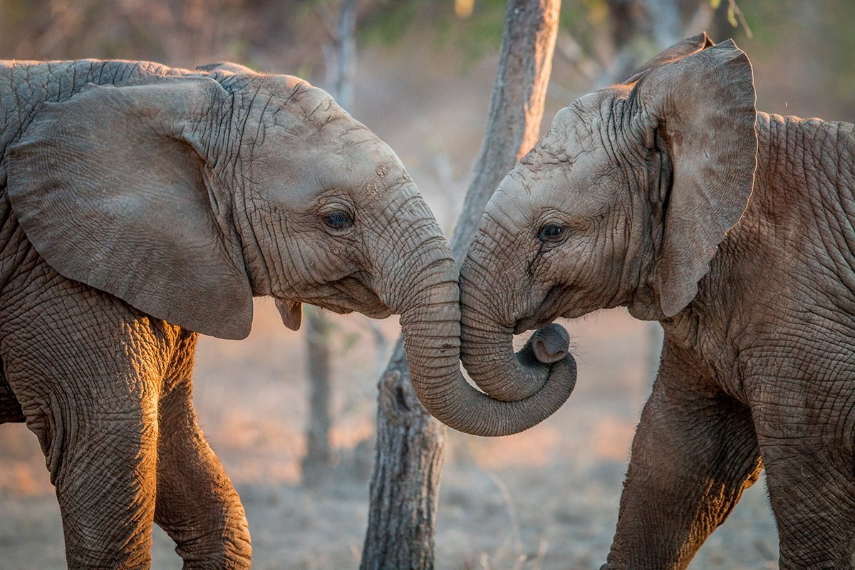 Elefantengruß im Krüger-Nationalpark