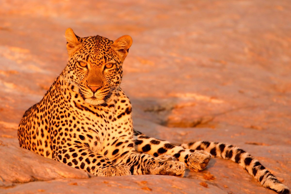 Ein Leopard genießt die Sonne im Krüger-Nationalpark