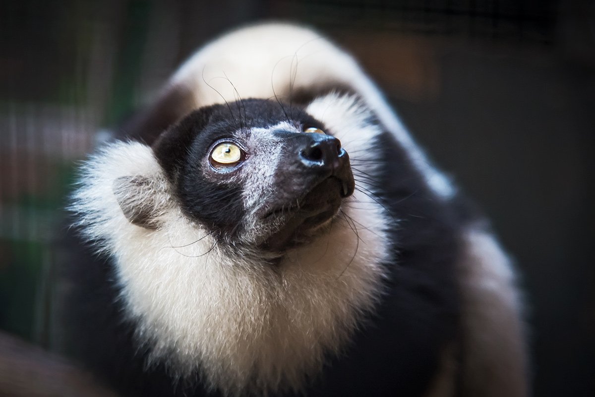 Einen schwarzweißen Vari im Monkeyland Primate Sanctuary hautnah erleben