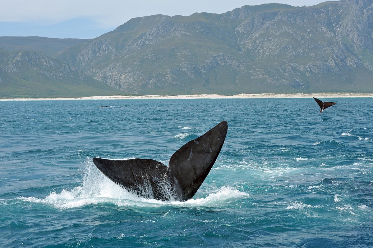 Walflossen entlang der Küste von Hermanus