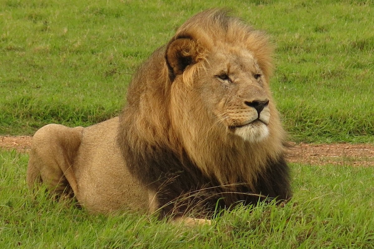 Männlicher Löwe im Krüger-Nationalpark