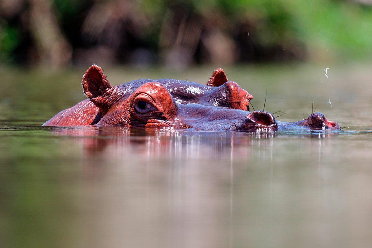 Nur der Kopf des Flusspferdes guckt aus dem Wasser, Krüger-Nationalpark