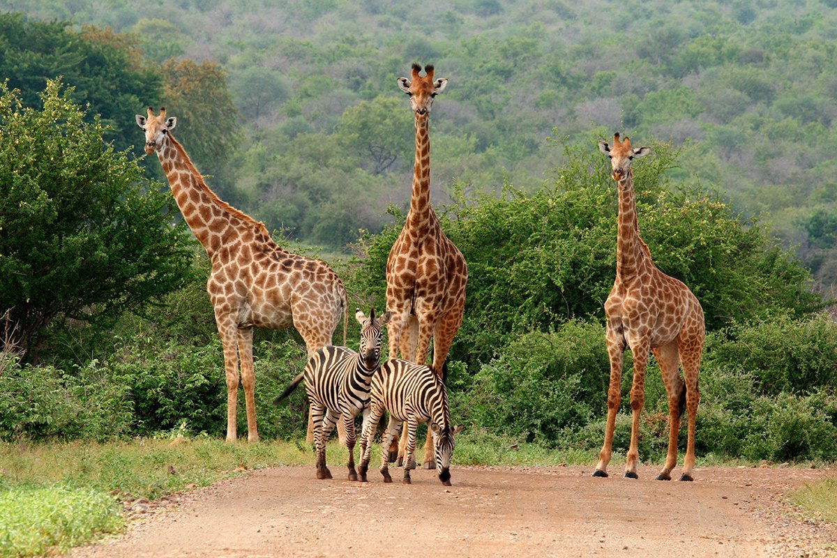 Schauen Sie, wie groß Giraffen wirklich sind – Krüger-Nationalpark
