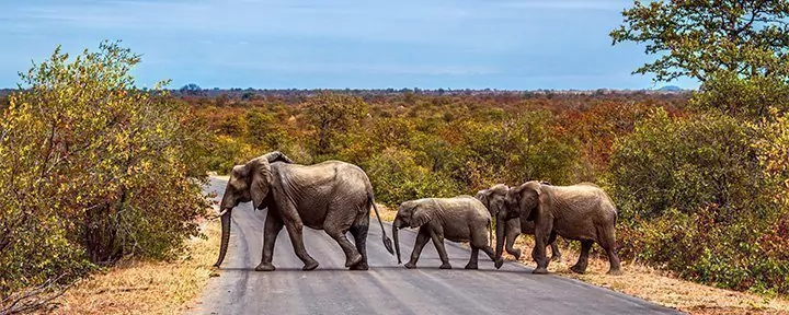 Krüger-Safari, Cape Town & Garden Route