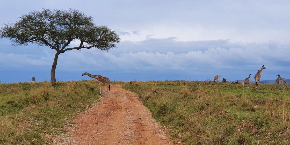 Giraffen in Masai Mara