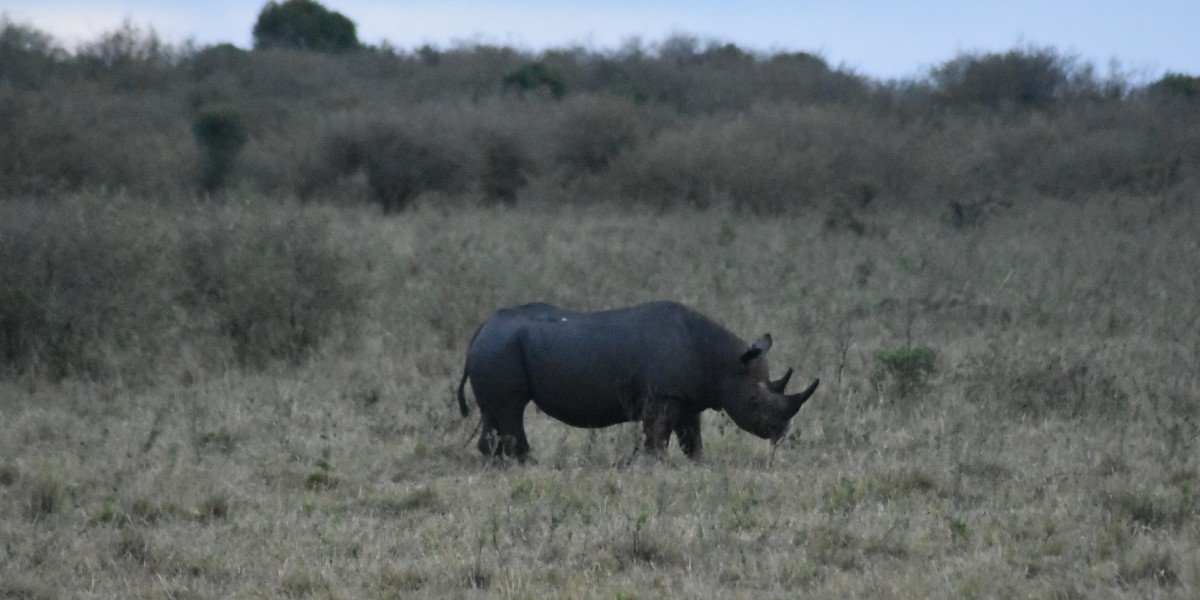 ein schwarzes Nashorn