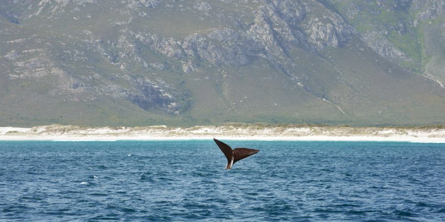 Walbeobachtung in Hermanus, Südafrika