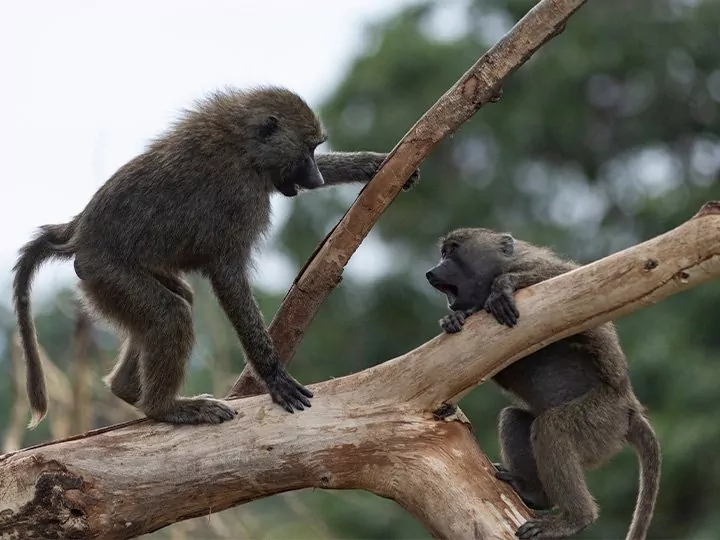 Familiensafari in Tansania