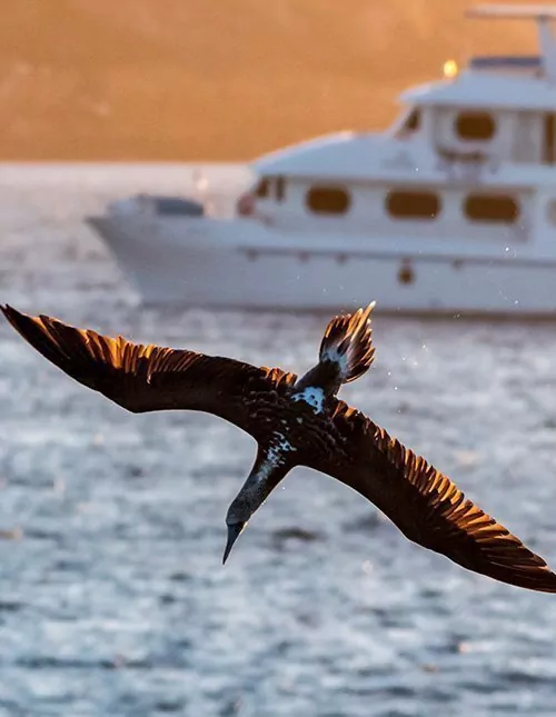 Ecuadors Höhepunkte mit Galapagos-Kreuzfahrt