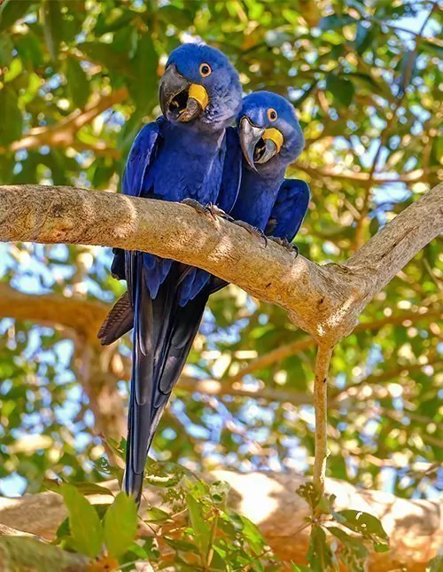 Natur & Tierreich in Brasilien