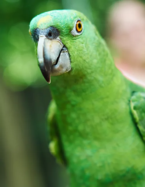 Peru Rundreise mit dem Amazonas