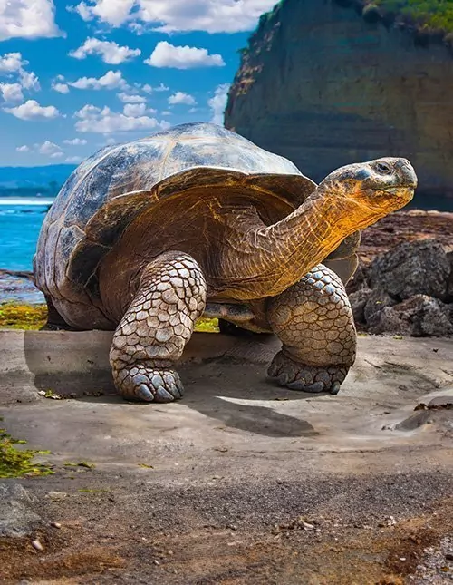 Ein Hauch von Ecuador mit Inselhopping auf Galapagos