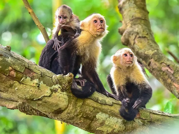 Ein Hauch von Costa Rica