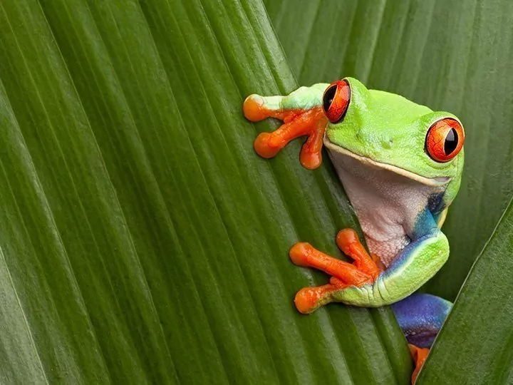 Costa Ricas Höhepunkte mit Badeurlaub in Manuel Antonio