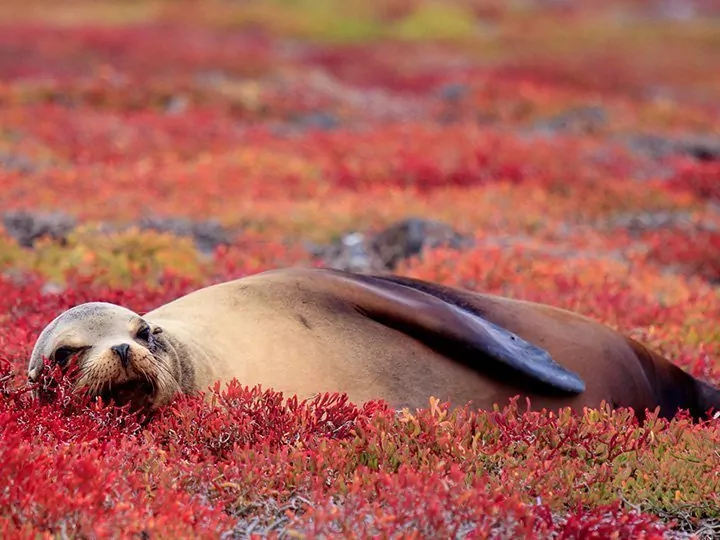 Ecuador mit Amazonas & Inselhopping auf Galapagos