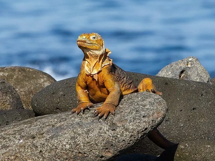 Ecuadors Höhepunkte mit Inselhopping auf Galapagos