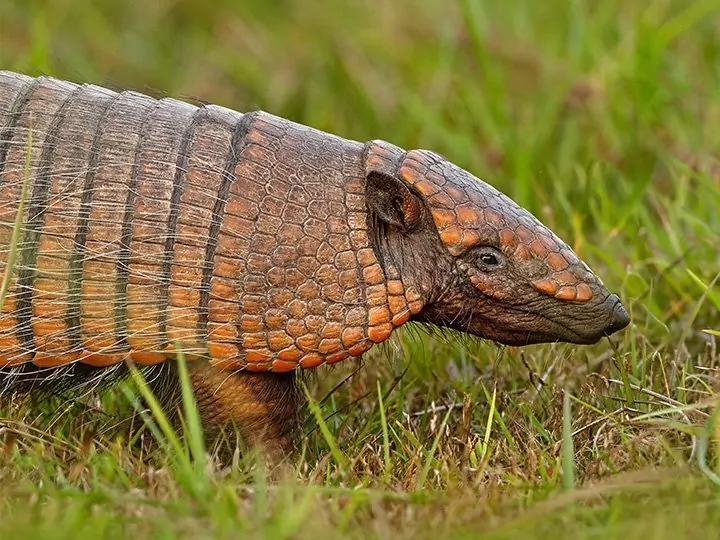 Natur & Tierreich in Brasilien