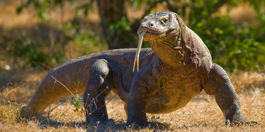 Komodowaran