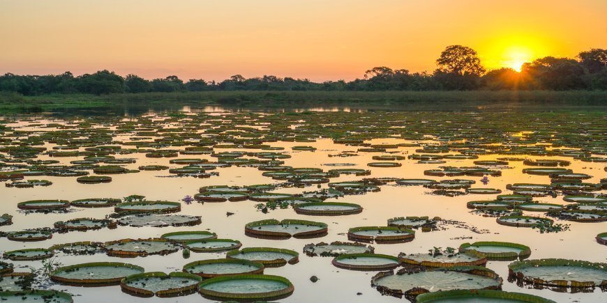 2 Pantanal Feuchtgebiet Brasilien R