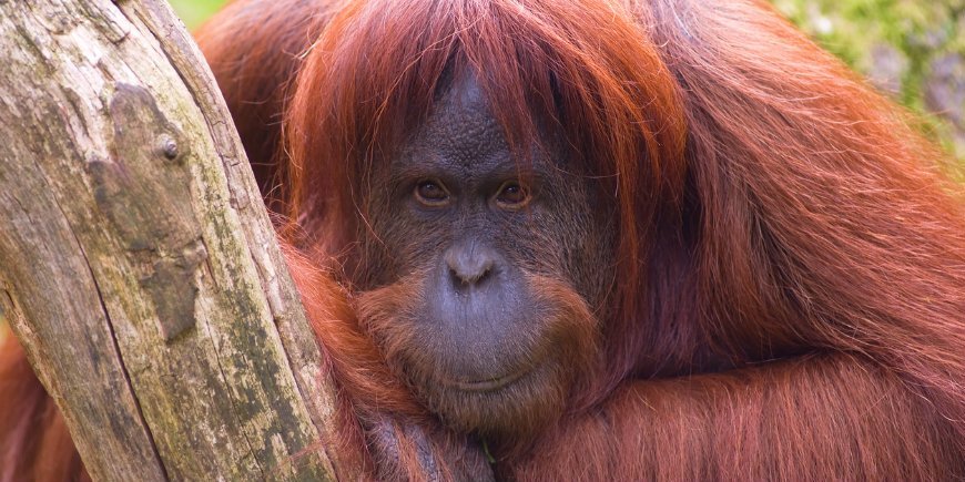 Orang-Utan Sumatra