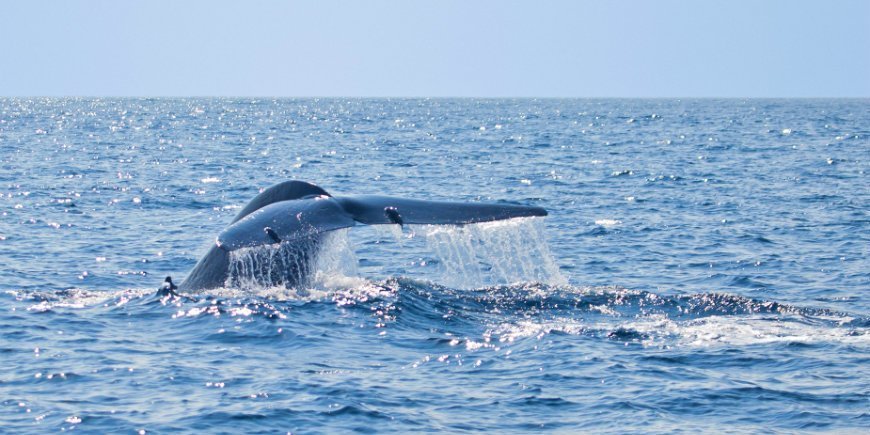 Blauwal Sri Lanka