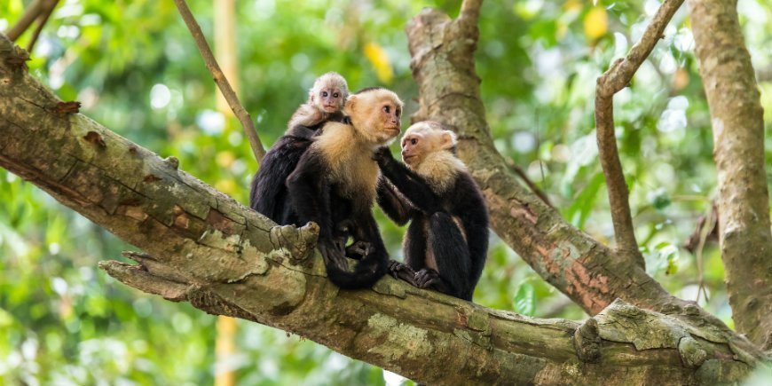 Affen in Manuel Antonio