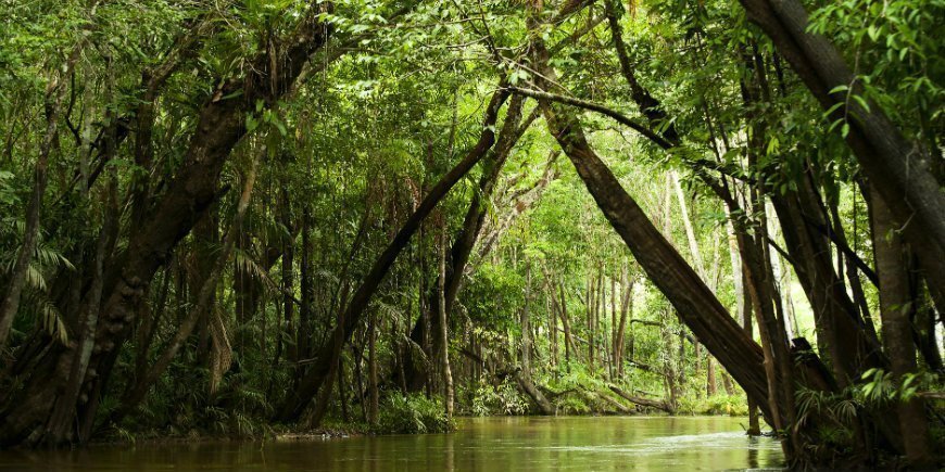 Amazonas-Dschungel