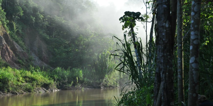 Amazonas-Regenwald