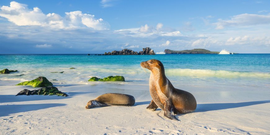 Galapagos-Seelöwe