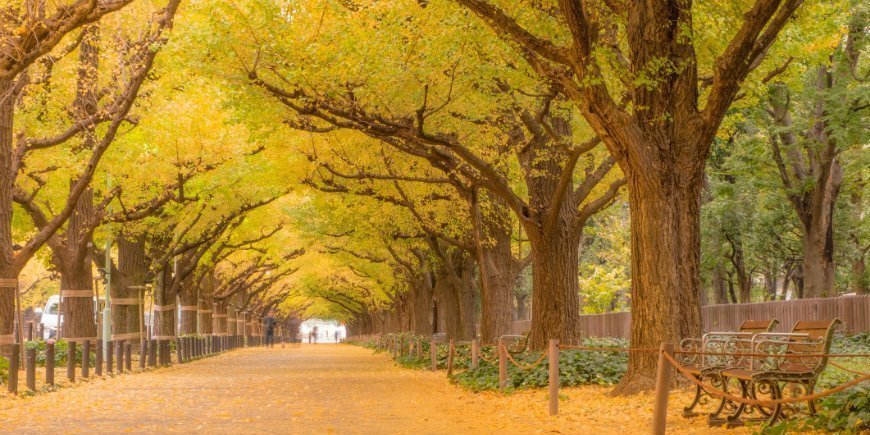 Gingko-Baum in Tokio