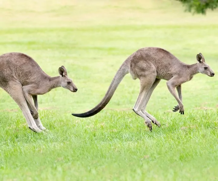 Praktische Informationen rund um Australien