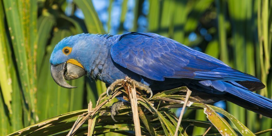 Hyazinthen-Ara im Pantanal