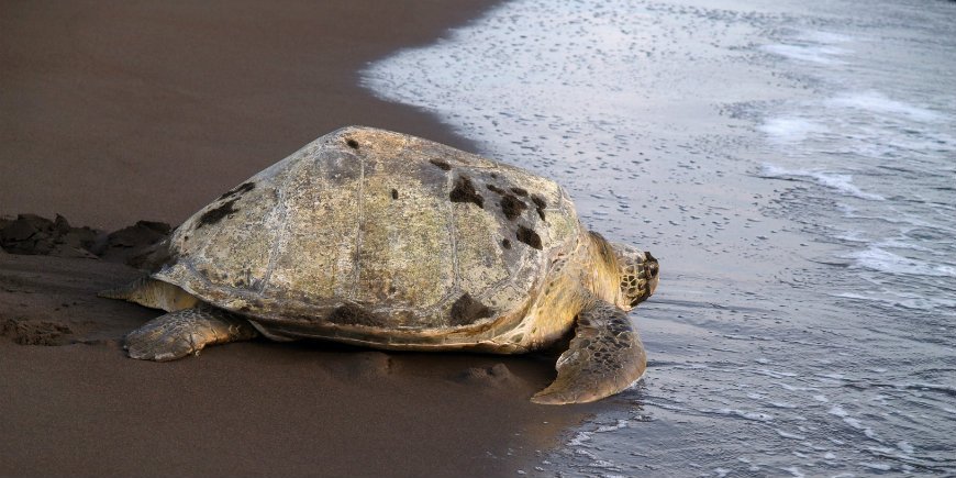 Nationalpark Tortuguero