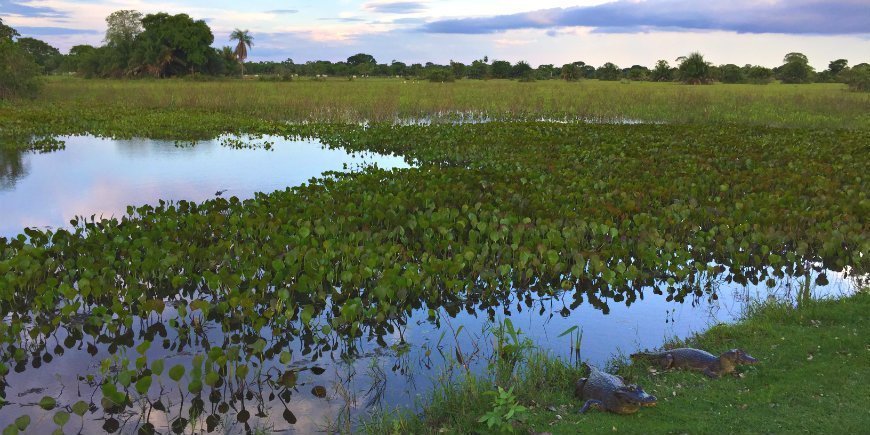 Pantanal