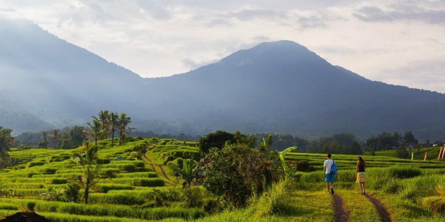 reisfield, Ubud