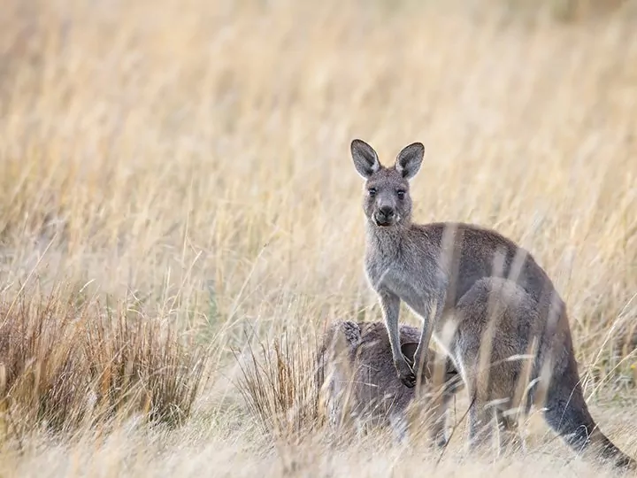 Praktische Informationen rund um Australien