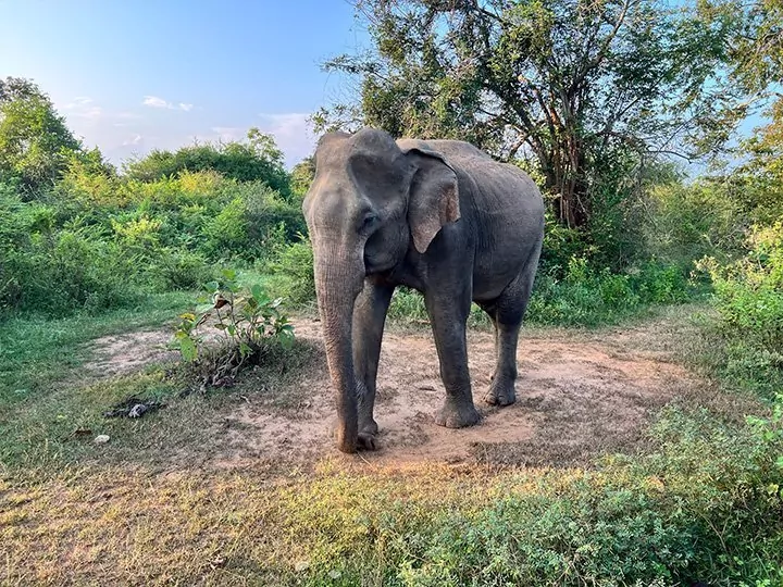 Das Beste von Sri Lanka