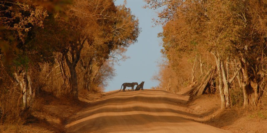 Leoparden im Yala-Nationalpark