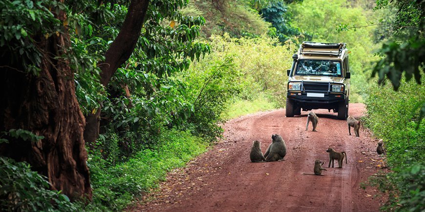 Paviane auf dem Weg im Lake-Manyara-Nationalpark