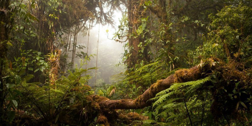 Nebelregenwald Monteverde in Costa Rica